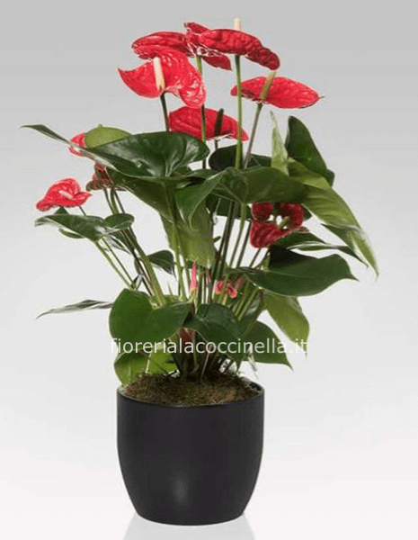Anthurium Rosso Confezionata