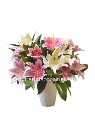 Lilium assortiti