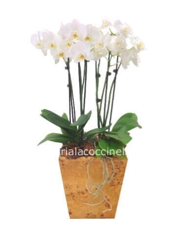 Phaleonopsis XL Bianca Confezionata
