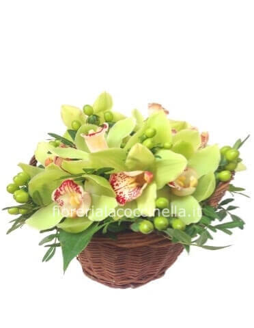 Cesto di Orchidea Cymbidium.