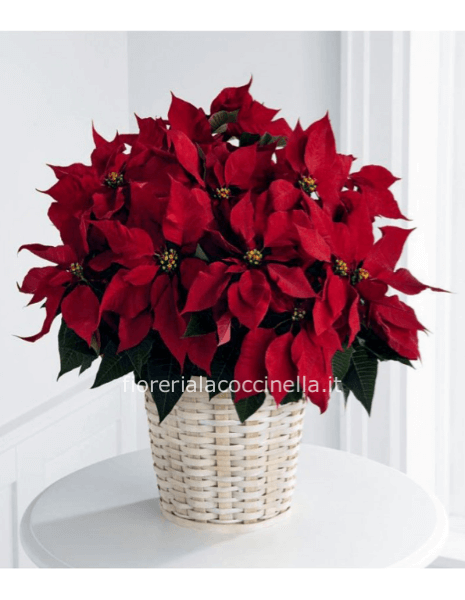 Pianta Stella di Natale