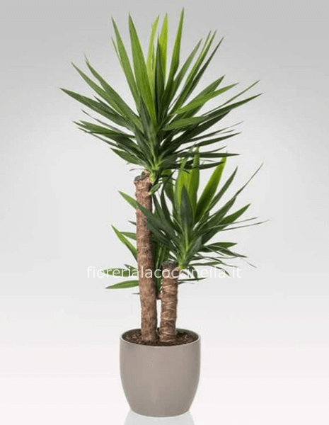 Yucca 2 Tronchi Confezionata