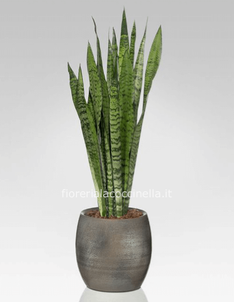Sanseveria Verde + Sottovaso h25