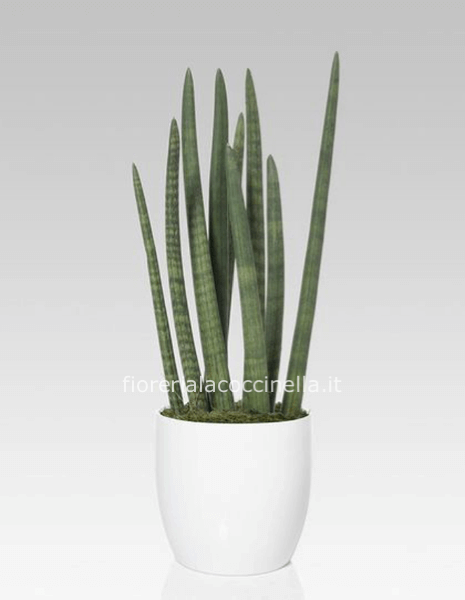 Sanseveria Cylindrica + Sottovaso