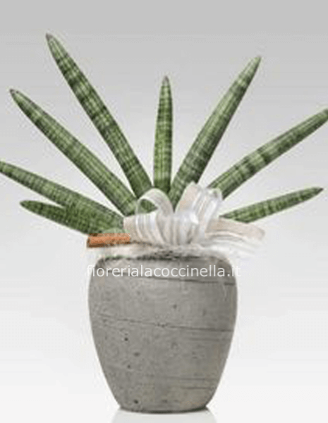 Sanseveria Ventaglio + Sottovaso
