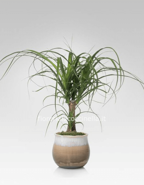 Beaucarnea - Mangiafumo 