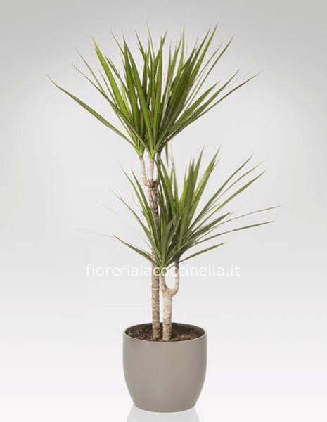 Dracena confezionata 2 Tronchi