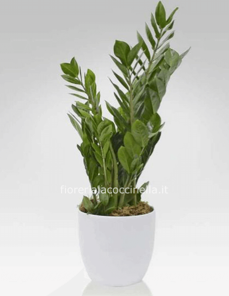 Zamioculcas Zamilifolia