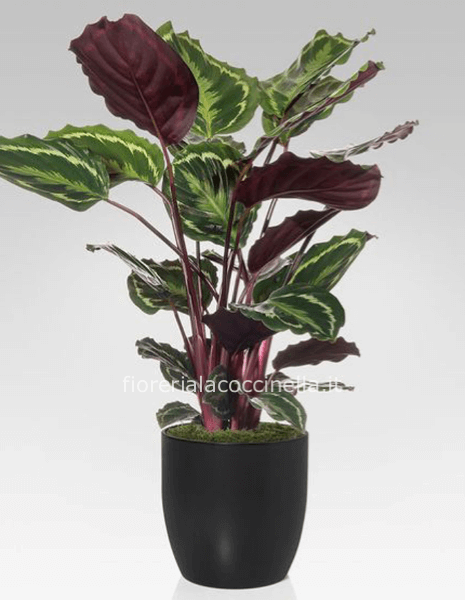 Calathea Roseo-Picta ´Medallion´