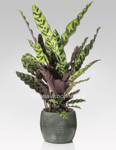 Calathea Insignis Syn Lancifolia