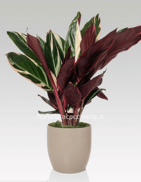 Calathea Confezionata 