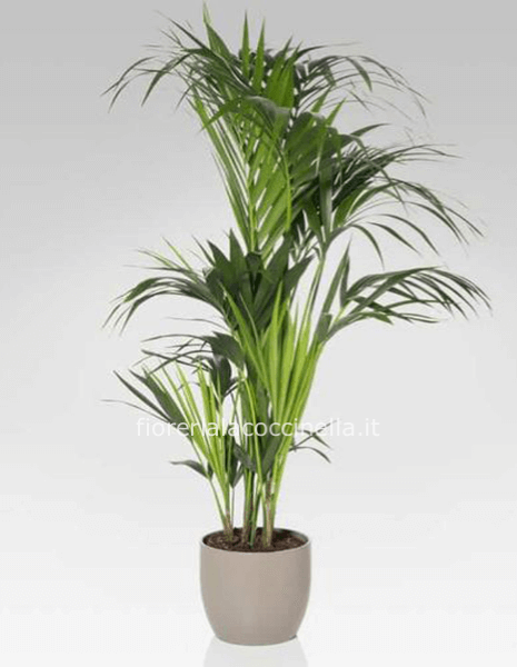 Kentia