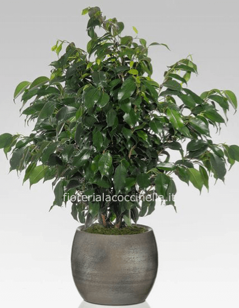 Ficus beniamino Confezionato