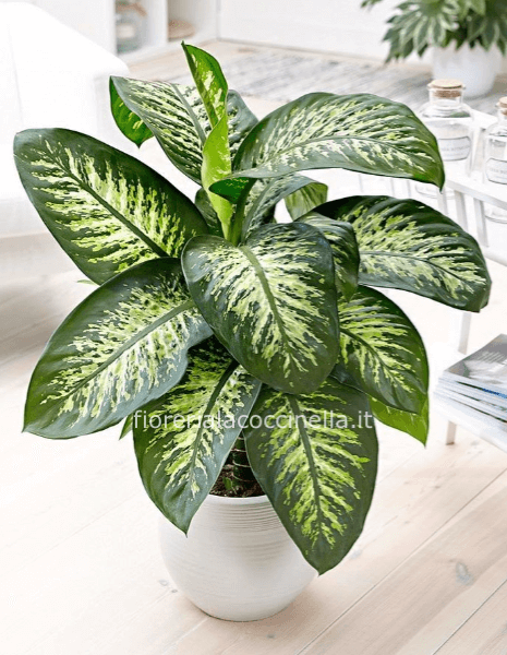 Dieffenbachia Confezionata
