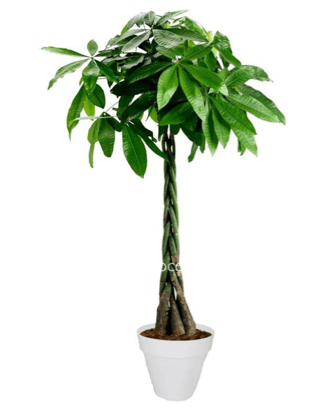 Pachira Aquatica