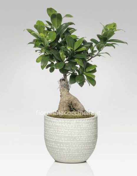 Bonsai Ficus Ginseng + Sottovaso