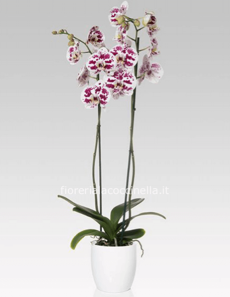 Phaleonopsis Maculata