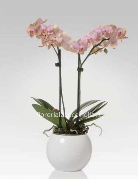 Phaleonopsis Confezionata