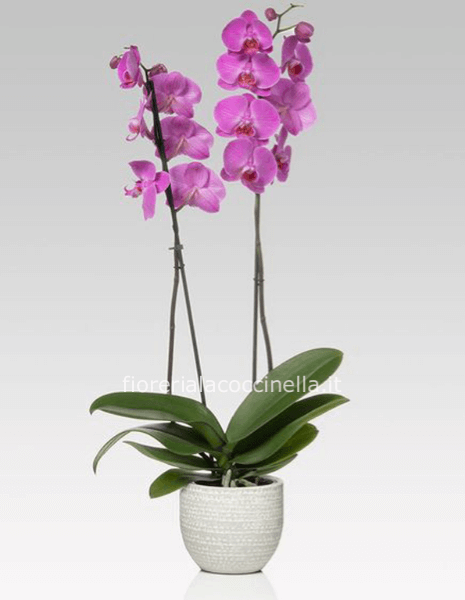 Phaleonopsis Sfumature Rosa