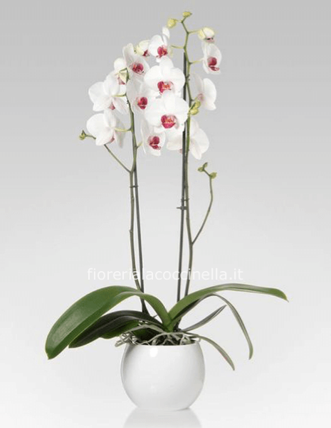 Phaleonopsis Bianca Confezionata
