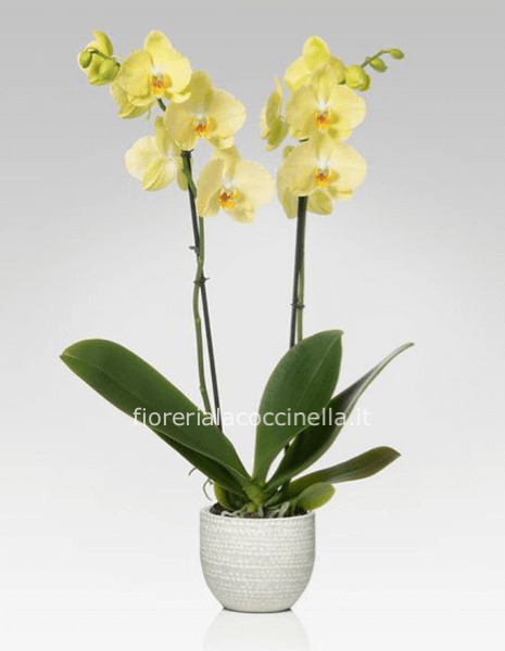 Phaleonopsis Gialla Confezionata
