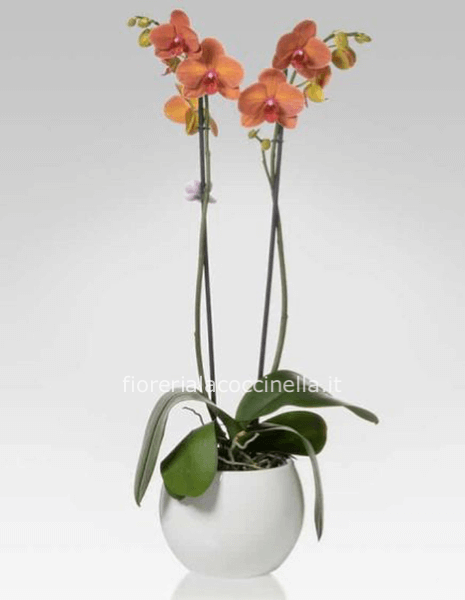 Phaleonopsis Arancio Confezionata