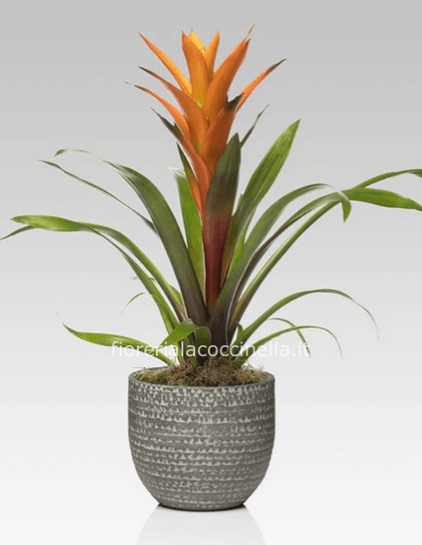 Bromelia Arancione + Sottovaso