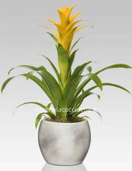 Bromelia Gialla + Sottovaso