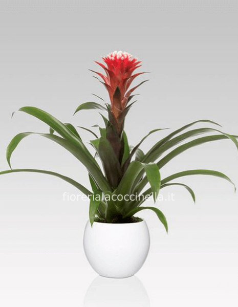 Bromelia Rossa + Sottovaso
