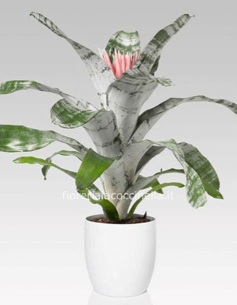 Aechmea fasciata Confezionata