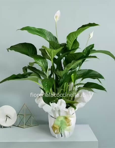 Spathiphyllum