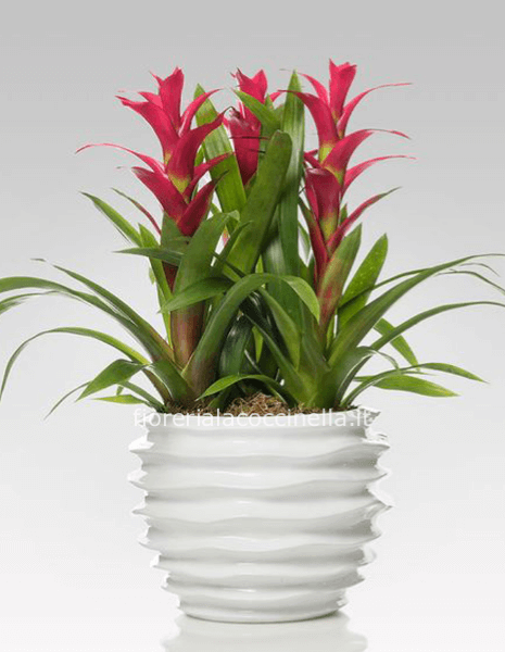 Composizione di Bromelia Rosa e/o Fucsia