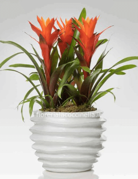 Composizione di 3 Bromelia Arancio