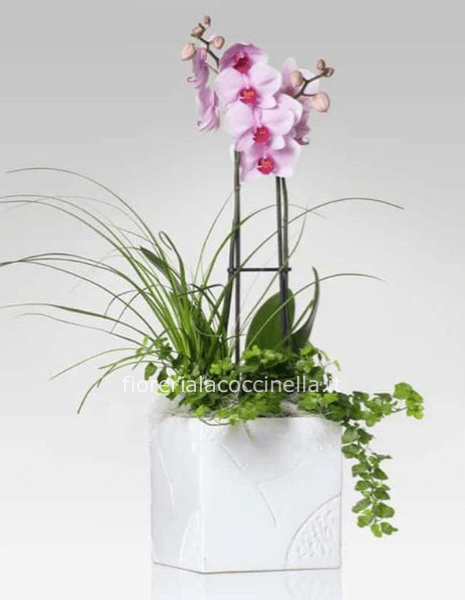 Composizione Orchidea e Piante Miste