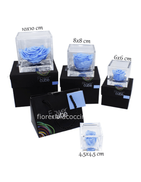 Rosa Stabilizzata 6*6 AZZURRA