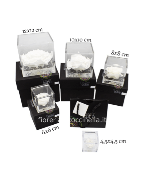 Rosa Stabilizzata 6*6 BIANCA