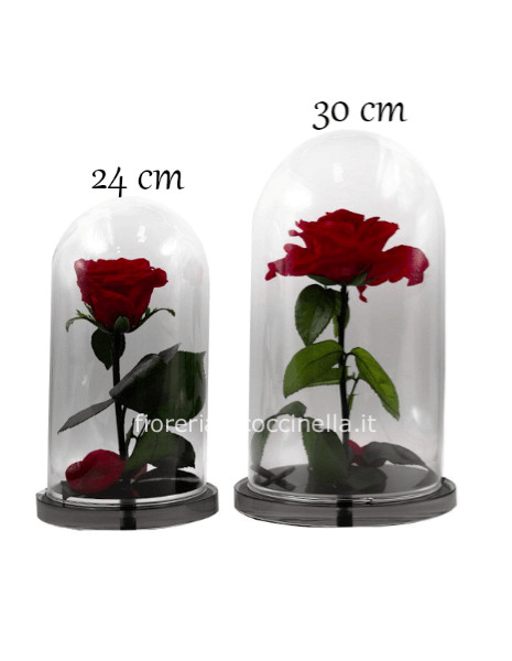 Rosa Incantata h24cm Base Plexiglass