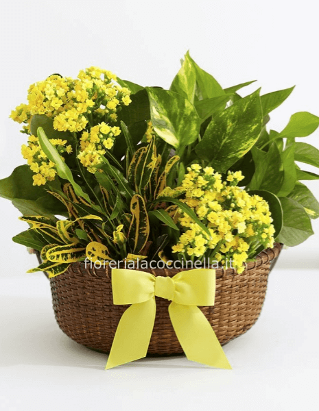 Cesto di Piante Miste