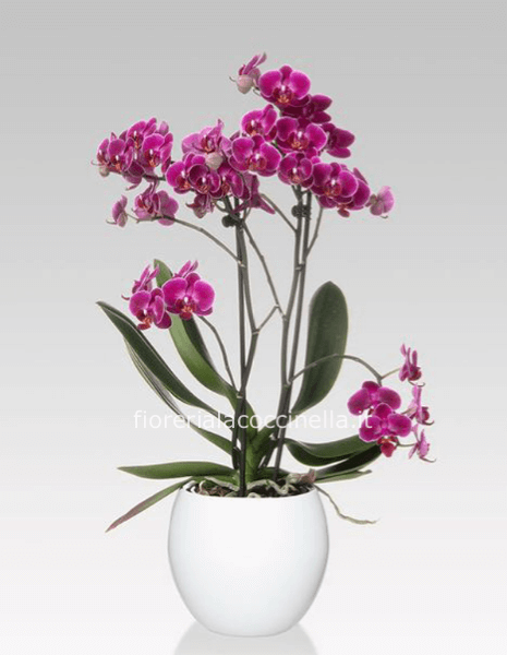 Phaleonopsis Multiflora Fucsia Confezionata
