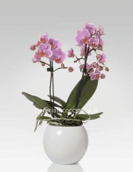 Phaleonopsis Multiflora Rosa Confezionata 