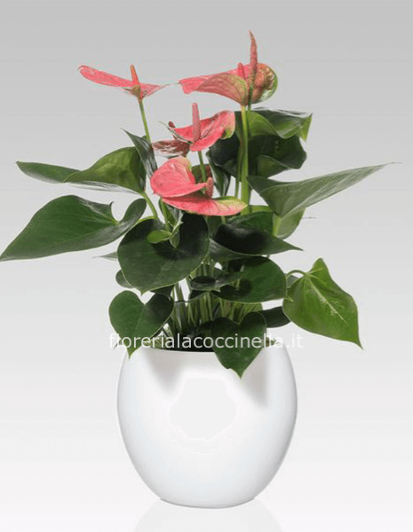 Anthurium Rosa Confezionato