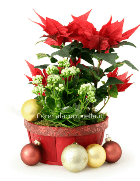 Composizione Piante Miste Natalizio