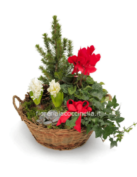Composizione Piante Miste Natalizio