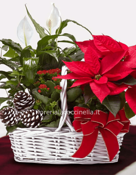 Composizione Piante Miste/Stella di Natale