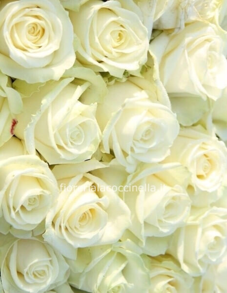 STANDARD ROSE BIANCHE