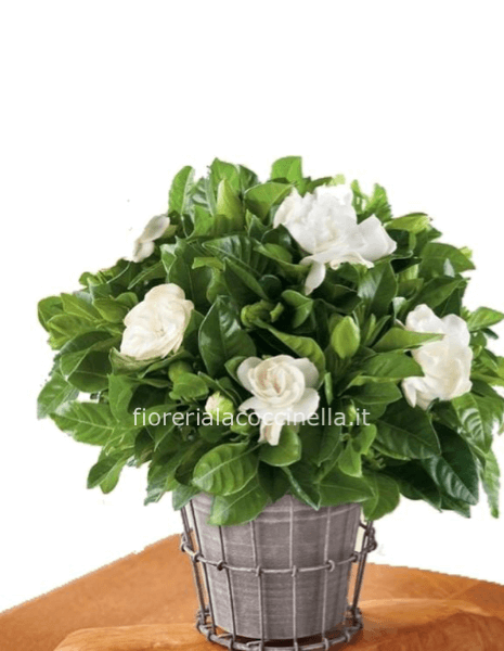 Gardenia Confezionata