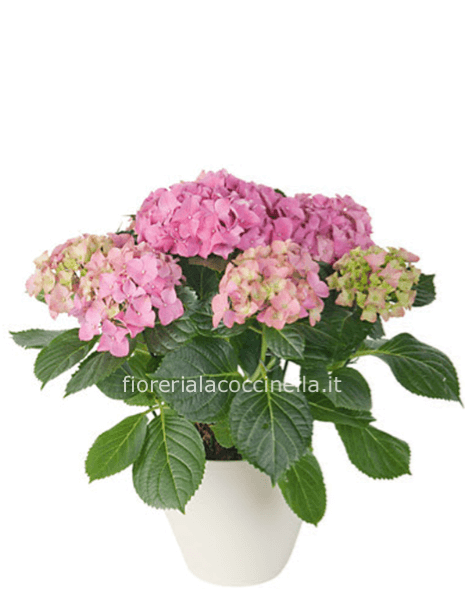 Ortensia "Hydrangea"