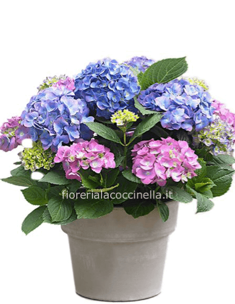 Cesto di Ortensie