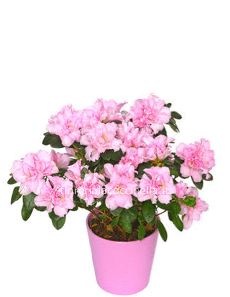 Azaleea Rosa Confezionata