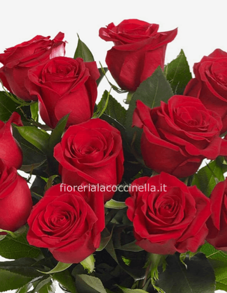 ROSA ROSSA 70cm CONFEZIONE SINGOLA